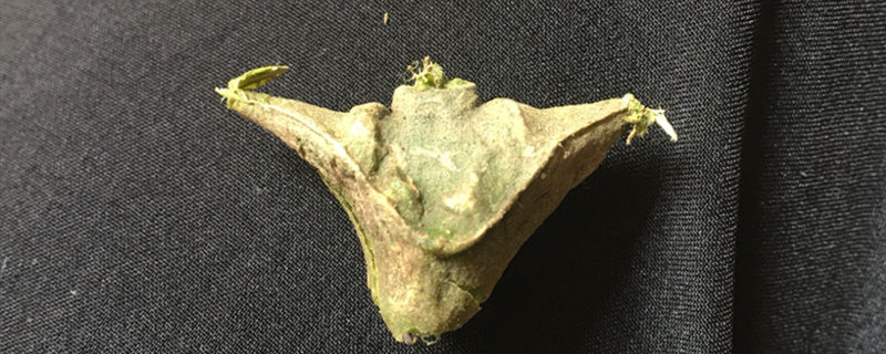 菱角有寄生虫吗 菱角有寄生虫吗
