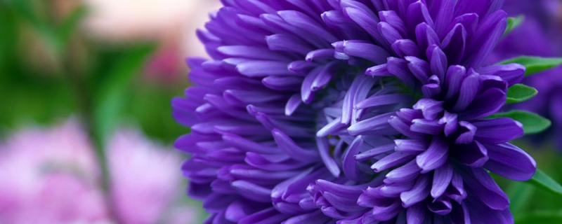 菊花可以吃吗 菊花可以吃吗