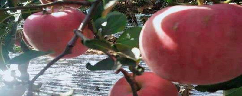花冠苹果介绍 花冠苹果介绍