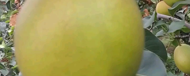 红皮梨子叫什么梨 红皮梨子叫什么梨
