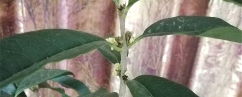 九月香花的养护方法 九月香花的养护方法