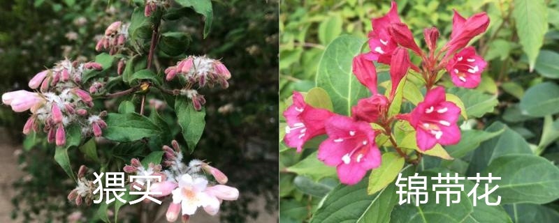 猥实和锦带花区别 猥实和锦带花区别