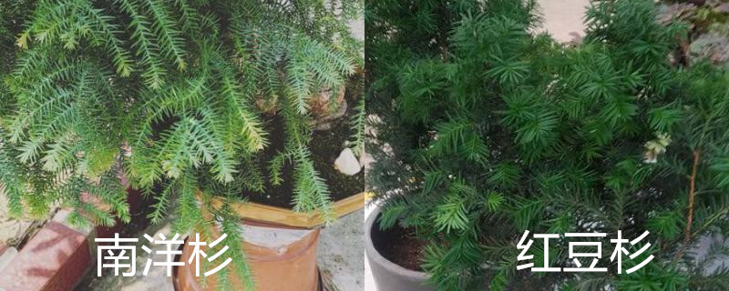 南洋杉和红豆杉的区别