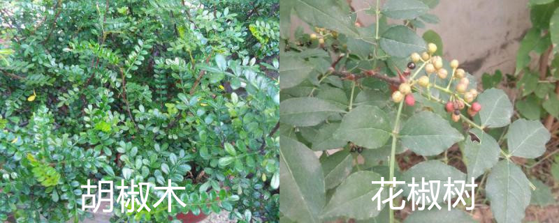 胡椒木和花椒树的区别 胡椒木和花椒树的区别