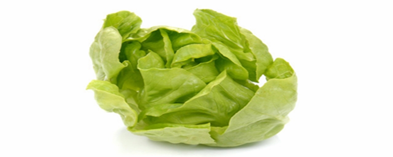 球生菜和西生菜的区别 球生菜和西生菜的区别