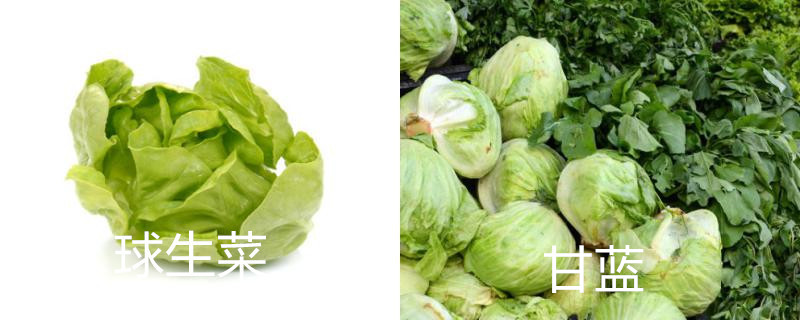 球生菜和洋白菜的区别 球生菜和洋白菜的区别