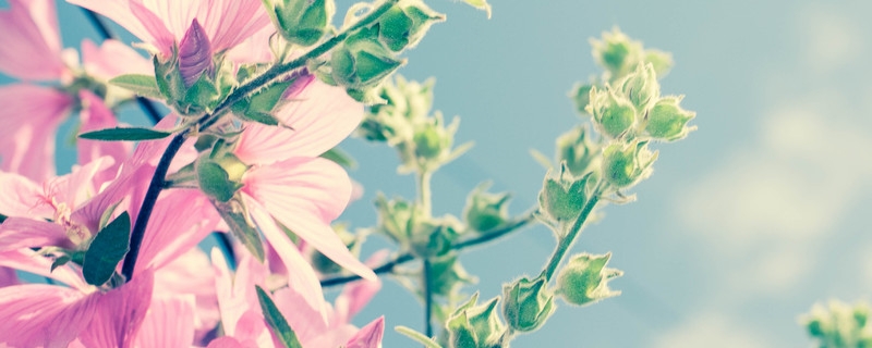 麻杆花和蜀葵的区别 麻杆花和蜀葵的区别