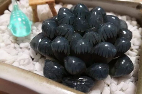 8种多肉最怕晒,晒一盆死一盆,赶紧挪个地儿! 8种多肉最怕晒,晒一盆死一盆,赶紧挪个地儿!
