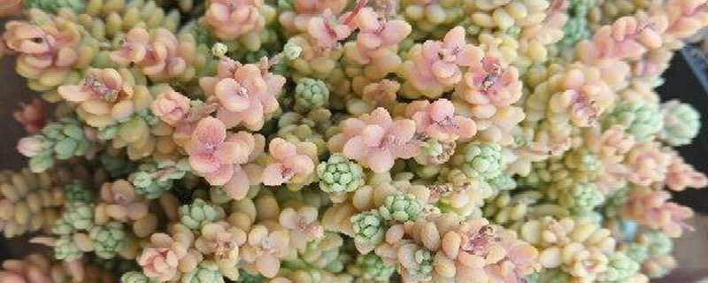 星美人黄叶的原因和处理办法 星美人黄叶的原因和处理办法