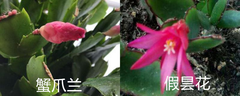 怎么辨别蟹爪兰与假昙花 怎么辨别蟹爪兰与假昙花