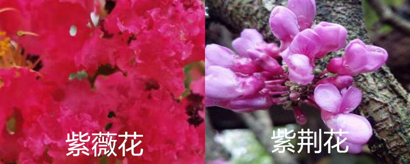 怎么辨别紫薇花和紫荆花 怎么辨别紫薇花和紫荆花