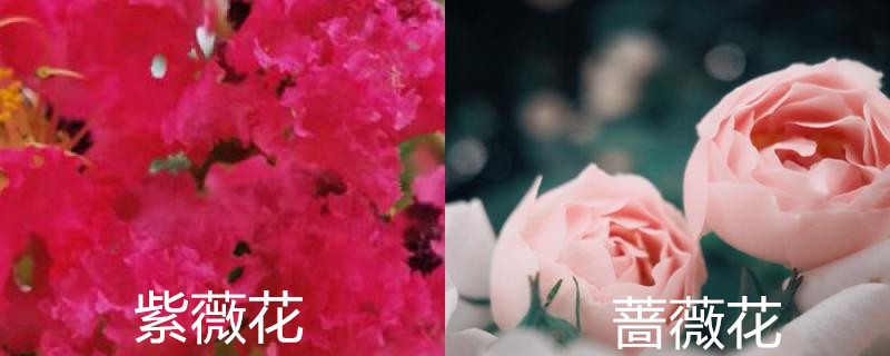 紫薇花和蔷薇花的区别 紫薇花和蔷薇花的区别