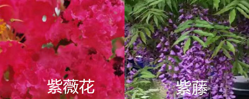 紫薇花和紫藤有区别吗 紫薇花和紫藤有区别吗