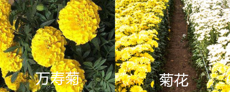 万寿菊和菊花的区别