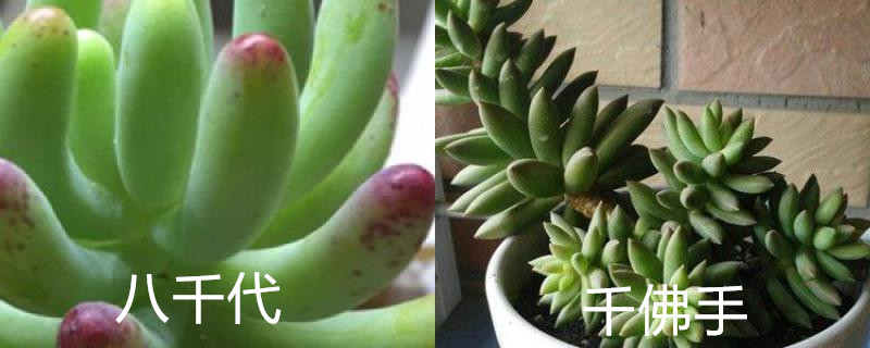 八千代和千佛手的区别 八千代和千佛手的区别