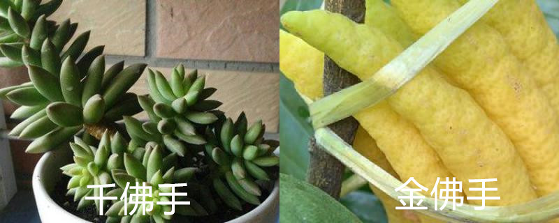 千佛手与金佛手的区别 千佛手与金佛手的区别
