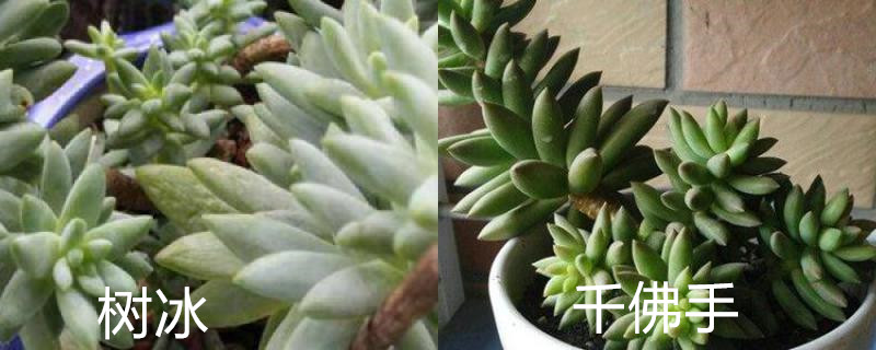 树冰和千佛手的区别