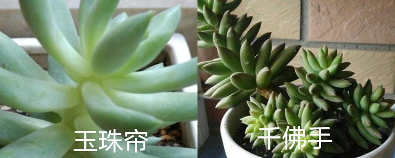 怎么辨别玉珠帘和千佛手 怎么辨别玉珠帘和千佛手
