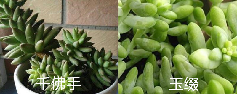 千佛手和玉缀区别 千佛手和玉缀区别