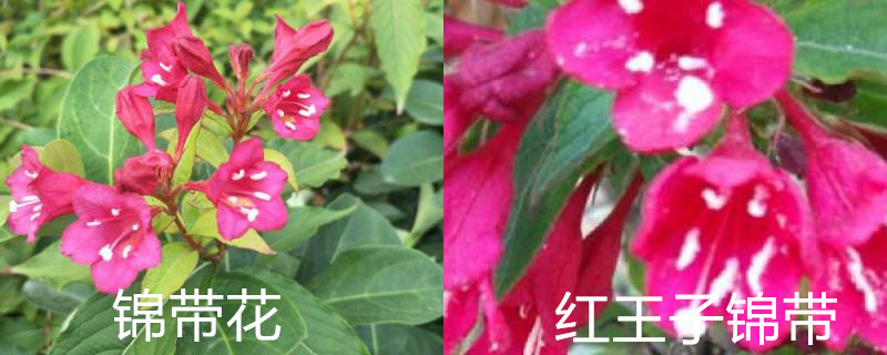 锦带花与红王子锦带有什么区别 锦带花与红王子锦带有什么区别