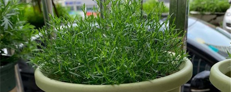 绿色满天星花语 绿色满天星花语