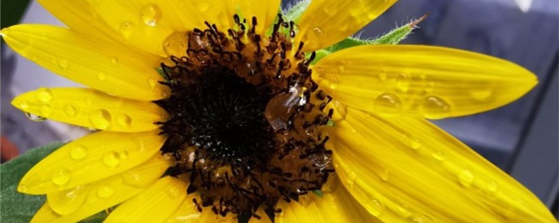 向日葵什么季节 向日葵什么季节