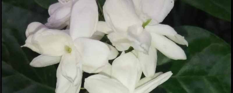 茉莉花一年开几次花 茉莉花一年开几次花