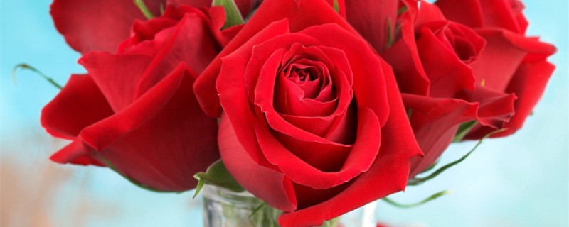 玫瑰花的花瓣像什么 玫瑰花的花瓣像什么