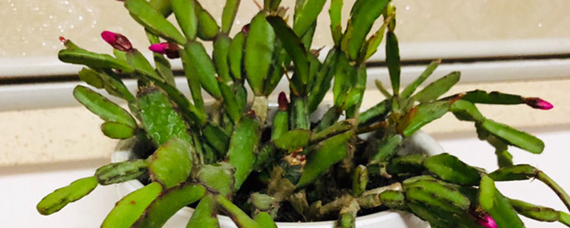 落花之舞黄叶的原因和处理办法 落花之舞黄叶的原因和处理办法