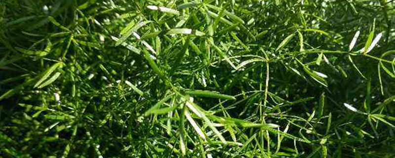 天门冬黄叶的原因和处理办法 天门冬黄叶的原因和处理办法