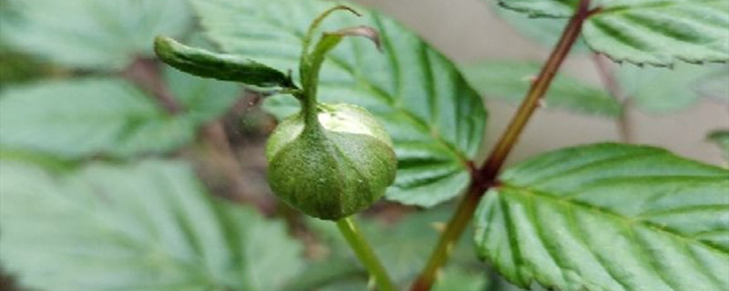 荼蘼黄叶的原因和处理办法 荼蘼黄叶的原因和处理办法