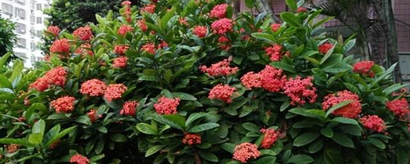 仙丹花黄叶的原因和处理办法 仙丹花黄叶的原因和处理办法