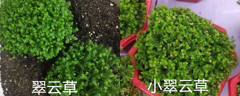 翠云草和小翠云草的区别 翠云草和小翠云草的区别