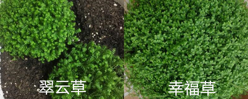翠云草和幸福草的区别 翠云草和幸福草的区别