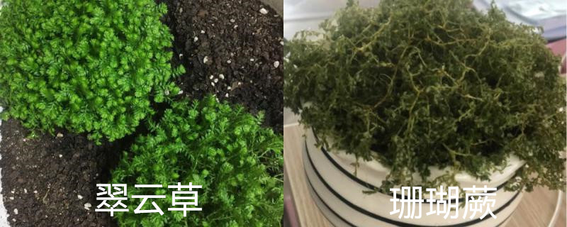 翠云草和珊瑚蕨的区别