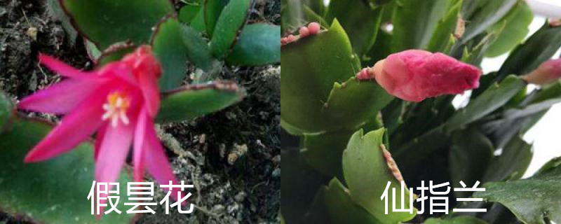 假昙花和仙指兰的区别 假昙花和仙指兰的区别