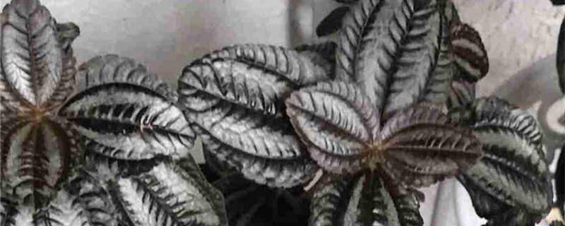 冷水花黄叶的原因和处理办法 冷水花黄叶的原因和处理办法