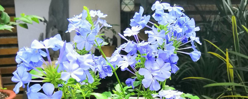 蓝雪花黄叶的原因和处理办法 蓝雪花黄叶的原因和处理办法