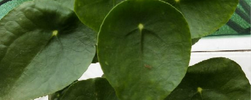 镜面草黄叶的原因和处理办法 镜面草黄叶的原因和处理办法