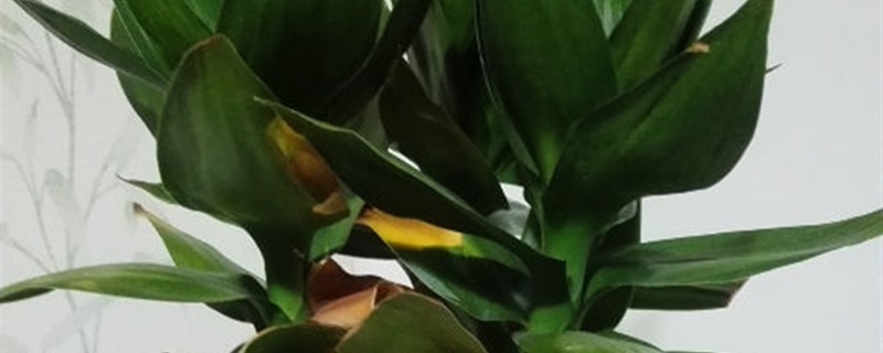 莲花竹黄叶的原因和处理办法 莲花竹黄叶的原因和处理办法
