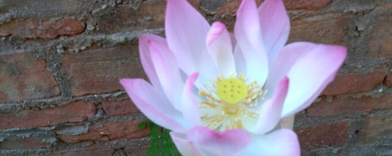 莲花黄叶的原因和处理办法 莲花黄叶的原因和处理办法