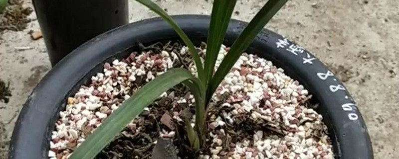 大雪素黄叶的原因和处理办法 大雪素黄叶的原因和处理办法