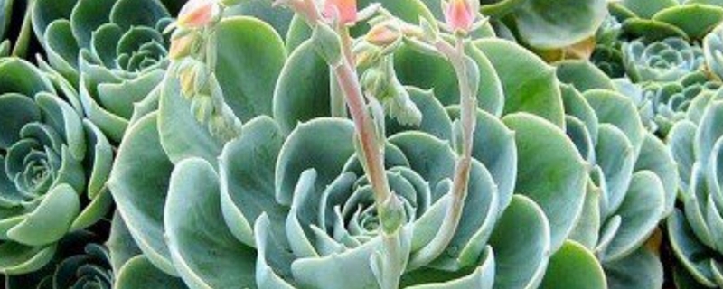 大叶莲花掌黄叶的原因和处理办法 大叶莲花掌黄叶的原因和处理办法