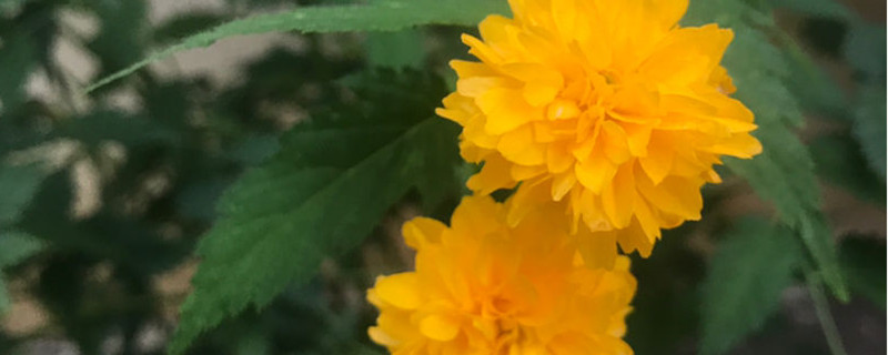 棣棠花黄叶的原因和处理办法 棣棠花黄叶的原因和处理办法