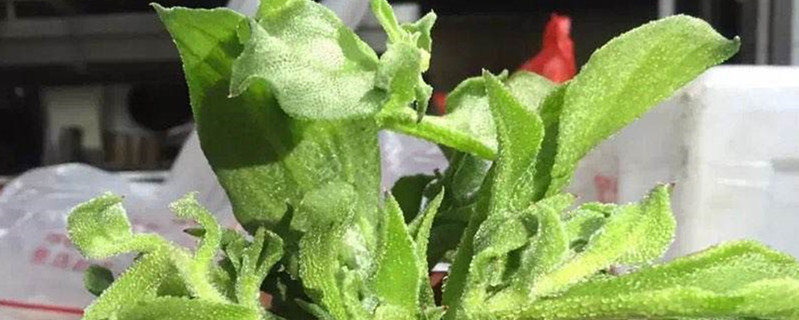 非洲冰草黄叶的原因和处理办法 非洲冰草黄叶的原因和处理办法