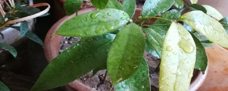 荔枝种子盆栽种植方法及注意事项 荔枝种子盆栽种植方法及注意事项