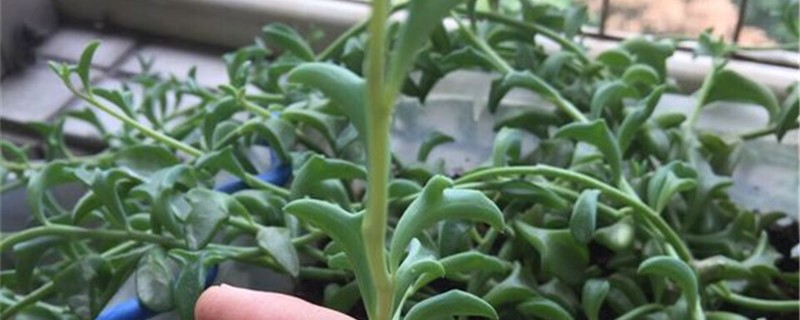 弦月繁殖时间 弦月繁殖时间