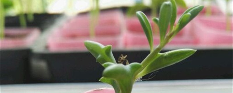 弦月开花吗 弦月开花吗