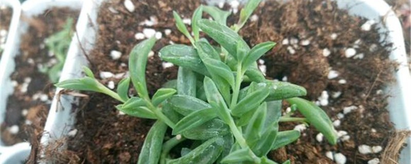 弦月开花会死吗 弦月开花会死吗