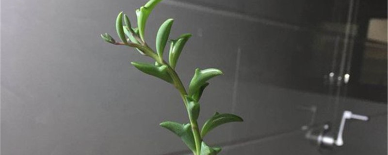 弦月开花怎么办 弦月开花怎么办